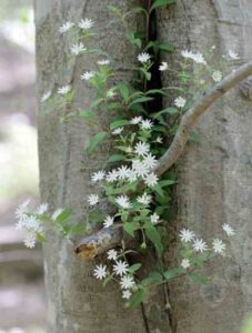 Wild Food Foraging: How to Identify Four Common Edible Plants